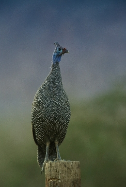 namibia2014/019-Perlhuhn.jpg