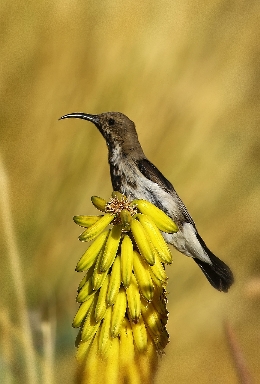 namibia2014/021-Nektarvogel.jpg