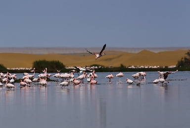 024-Flamingos.jpg