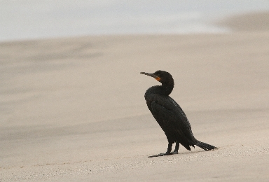 025-Weissbrustkormoran.jpg