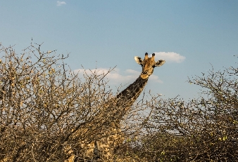 032-Giraffe.jpg