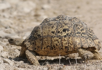 034-Pantherschildkroete.jpg