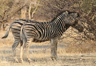 041-Zebra.jpg