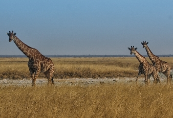 043-Giraffen.jpg