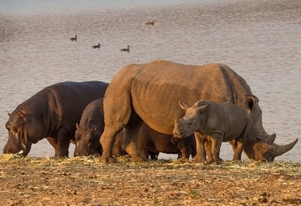 044 Rhinos und Hippos.jpg
