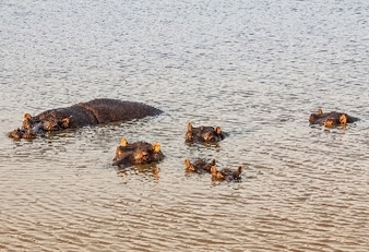 045 Hippos.jpg