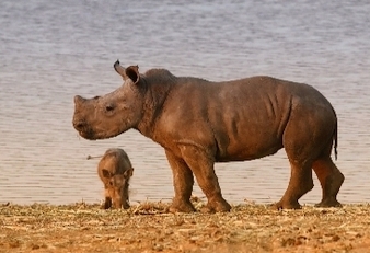 046-Rhino.jpg