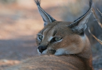 049-Caracalxx.jpg