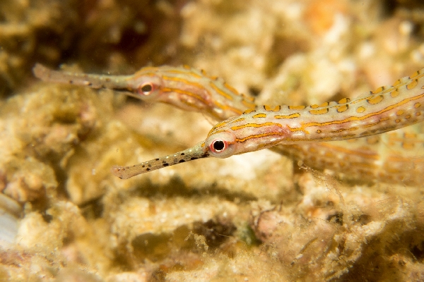 006Pipefishx.jpg