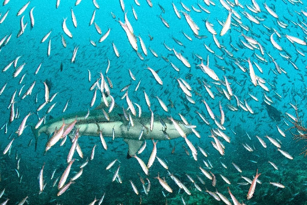 010Schwarzspitzenhai_in_Fischsuppex.jpg