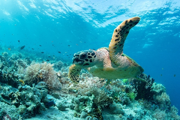 011Karettschildkroete_Hawksbill_Turtlex.jpg