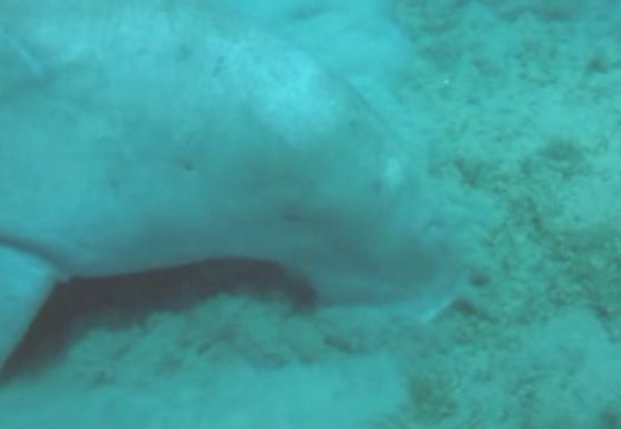 dugong.jpg