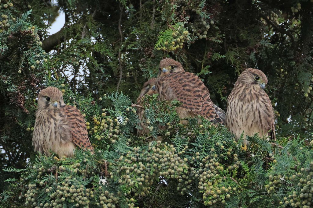 4 Falkenküken