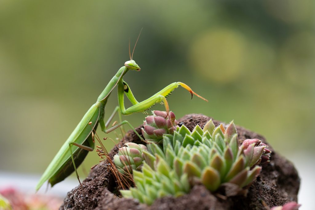 Mantis religiosa